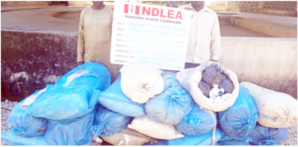Suspects Arrested With Substances Suspected To Be Indian Hemp In Kaduna At The Weekend Suspects Arrested With Substances Suspected To Be Indian Hemp In Kaduna At The Weekend