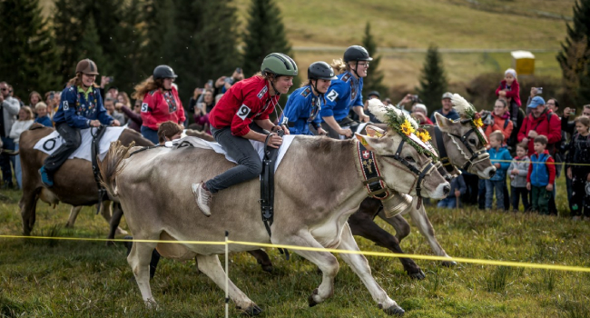 Swiss Cow Race