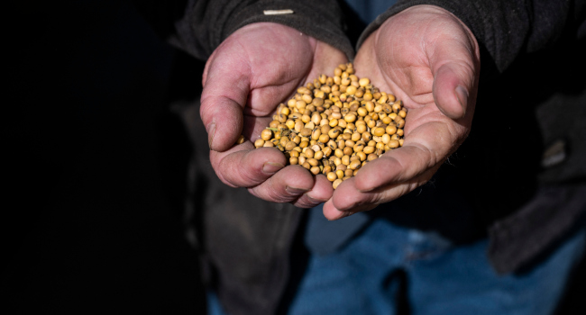 The Us Soybean Harvest Is Underway And In Rural Maryland Farmer Travis Hutchison Cracks Open A Pod