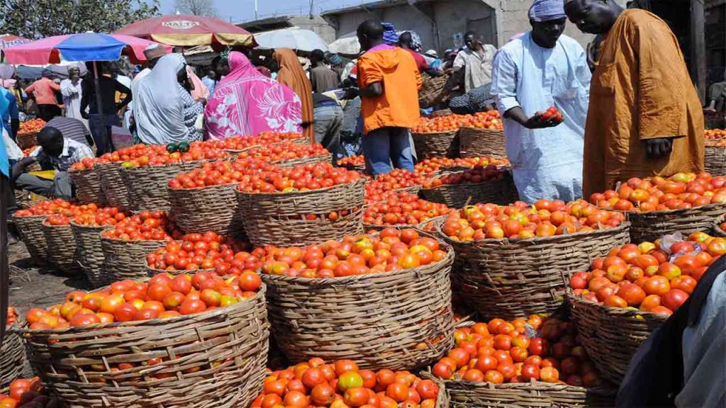 Tomatoes 1