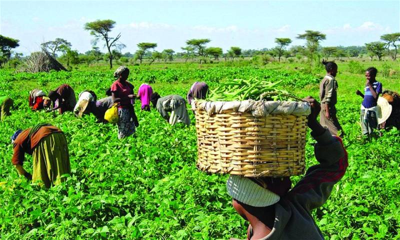 Women Farmers