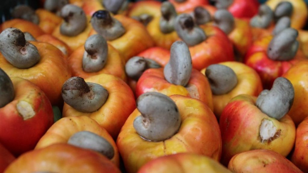 Cashew