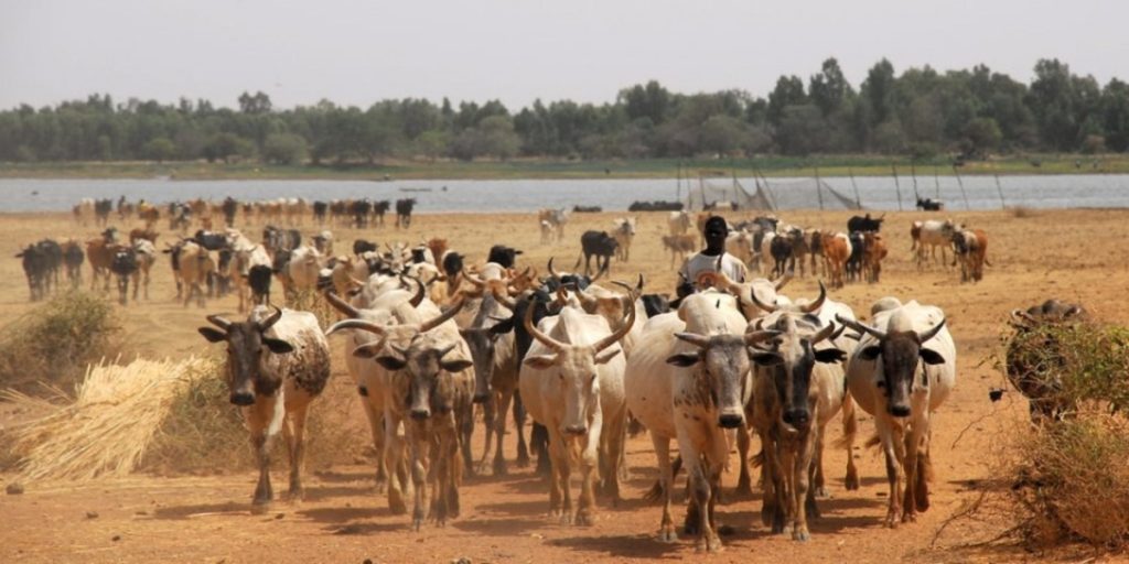 Cattle Herd 1