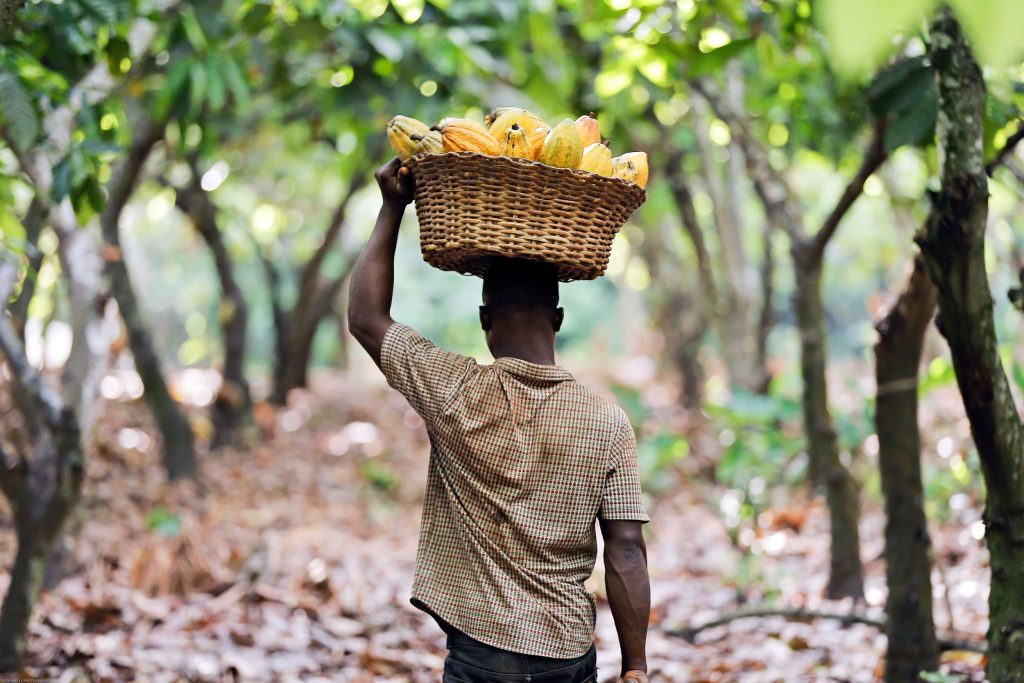 Cocoa Farmers