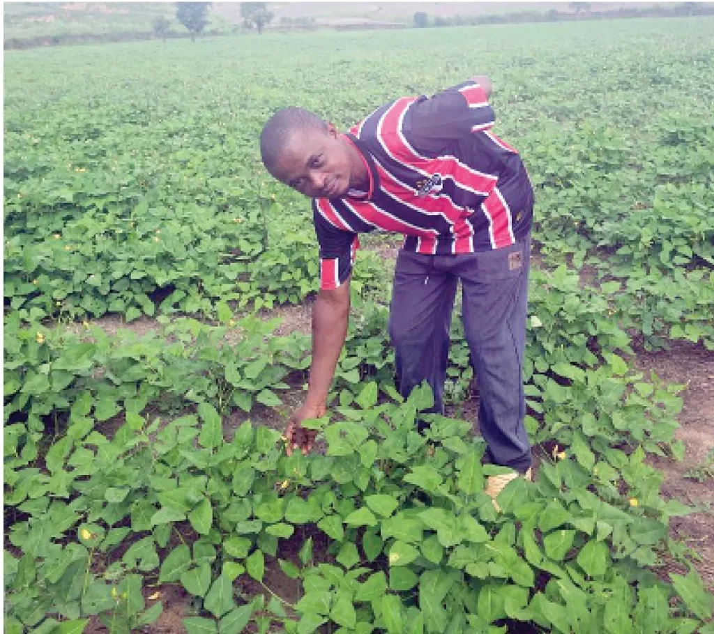 Cowpea Farmer