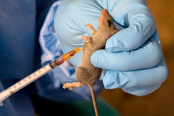 Lassa Fever 1