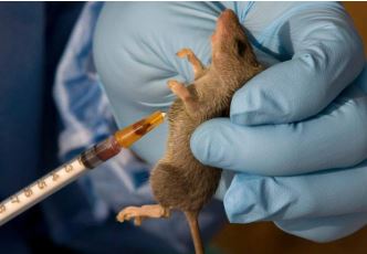 Lassa Fever 2