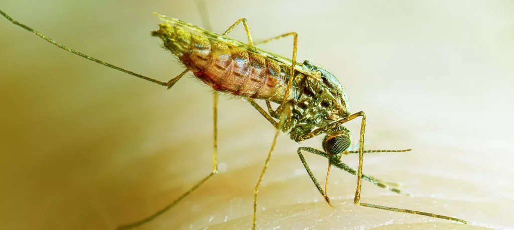 Malaria Parasite Jpg