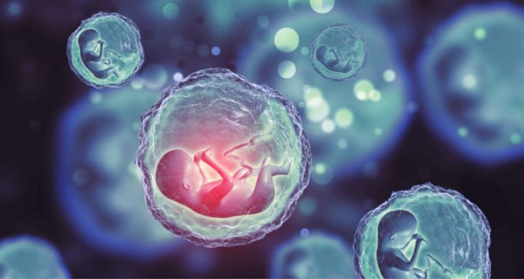 Sperm Cells