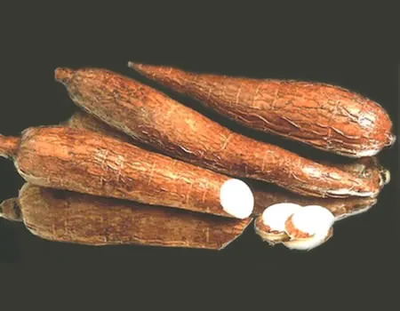Cassava Roots 1
