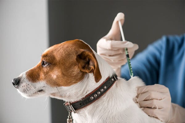 Dogvaccinationcost Dogvaccinationcost