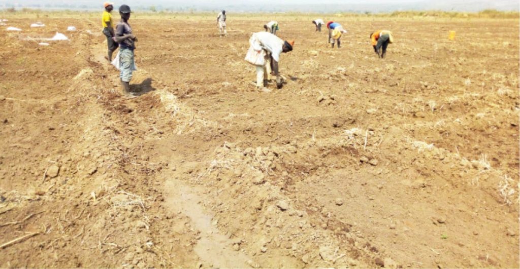 Farmers Preparing Dry Season Rice Field At The Gurara Irrigation Project In The Outskirt Of The Federal Capital Territory