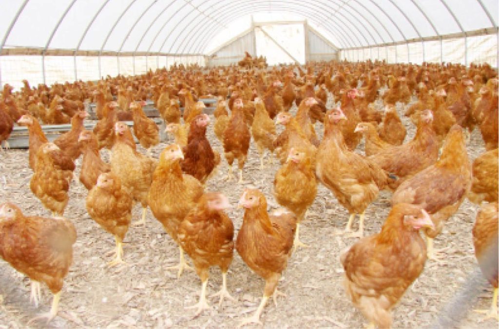 Poultry Farmers Now Struggle To Access Feeds For Their Birds Poultry Farmers Now Struggle To Access Feeds For Their Birds