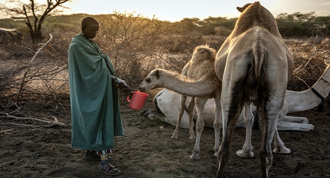 Topshotkenyaclimateenvironmentcamel Topshotkenyaclimateenvironmentcamel