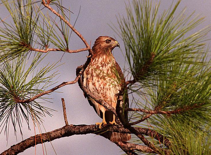 C91Aafe8Ada03Ab074D019299B9E9A71A716843E 612X449 1